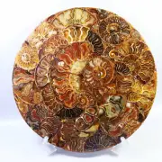 251mm AMMONITE SHELL JURASSIC FOSSIL DISK HALF CUT w/Acrylic Stand-Madagascar