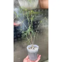 在飛比找蝦皮購物優惠-多肉植物  柳葉麒麟