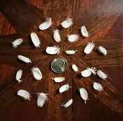 Tiniest Natural White Goose Feathers, 1/2" +/-, Cruelty-Free, 24pc.