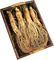 Fresh Ginseng,fresh Cut Ginseng,Fresh Ginseng Radix,fresh Ginseng Root,xianrenshen,plump Fresh Ginseng,full Fresh Ginseng,natural Fresh Ginseng,original Fresh Ginseng (1000 g)
