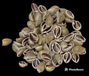 Cut Ring-Top Cowry | Lot Of 50 | Sea Shell Crafts | Cowry Sea Shell | Seashells