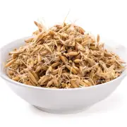 Oat Grain Grass Seeds