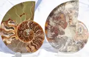 Large Ammonite Pair Crystal Cavity 110myo Dinosaur age Fossil 146mm 5.7" 2666aa