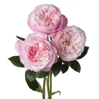 在飛比找蝦皮購物優惠-《康斯坦斯》康斯坦茨  切花玫瑰 英國玫瑰 灌木、半蔓性玫瑰