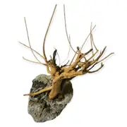 Handmade Tree For Nano Tanks For Fish Shrimp Snail Tank Aquarium