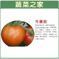 在飛比找樂天市場購物網優惠-【蔬菜之家】G36.牛番茄種子(共有2種包裝可選)