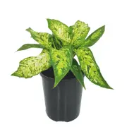125mm Starbright - Dieffenbachia maculata