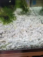 White Marble Chips Aquarium Gravel Substrate 5 Lbs Bags FREE SHIPPING