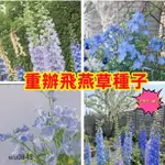 🔥大花飛燕草種子🔥四季播種花種子耐寒庭院花園地栽室外植物花卉花草種籽