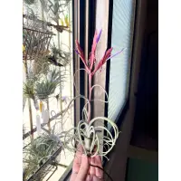 在飛比找蝦皮購物優惠-空氣鳳梨 女王頭x大天堂 Tillandsia caput-