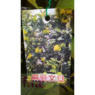 水果苗  麻豆文旦  4.5吋盆高40-60cm香氣濃郁【花花世界玫瑰園】