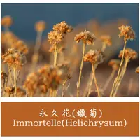 在飛比找蝦皮購物優惠-永久花(蠟菊)-頂級｜Helichrysum italicu