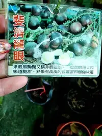 在飛比找Yahoo!奇摩拍賣優惠-花花世界_水果苗--斐濟龍眼（實生）**甜美多汁**(大粒脆