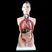 Human 85cm Male Torso Anatomical Model Skeleton Life Size - Medical Anatomy