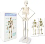 17.7“ High Scientific Human Skeleton Model for Anatomy,Anatomy Human Body Model,