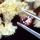 Certified 0.40ct Natural Unheated Orange Sapphire VVS Clarity 4.15X4.12mm Round