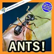 Ants!: A My Incredible World Picture Book for Children