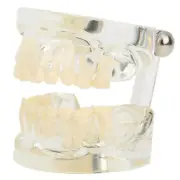 Clear Primary Model Deciduous Teeth Model For Kindergarten Hospital Laboratory U