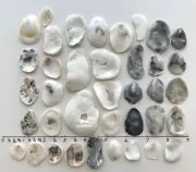 38 Natural Oyster Clam Shell pearlescent frag beach seashell jewelry craft #H US