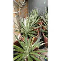 在飛比找蝦皮購物優惠-妞妞花園 多肉植物 瀧之白絲 龍舌蘭 5吋盆