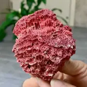44G Natural Red coral reef Cluster Ocean Mineral Crystal Specimen