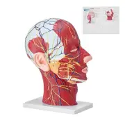 VEVOR Human Half Head Superficial Neurovascular Model with Musculature, 1:1 Life