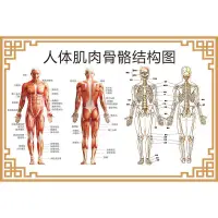 在飛比找蝦皮購物優惠-【台灣爆款熱賣】人體骨骼結構圖肌肉分佈示意圖脊柱肩頸器官解剖