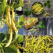 Bean Bush - Cherokee Wax seeds
