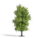 Deciduous Tree 115 mm, Spring HO/OO Gauge Busch 3721