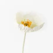Artificial Poppy Iceland Flower Stem - White