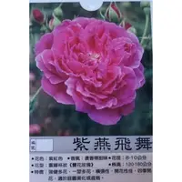 在飛比找蝦皮購物優惠-【花田厝】玫瑰苗 《 紫燕飛舞 》3.5吋黑軟盆 花期持久