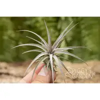 在飛比找蝦皮購物優惠-空鳳紫羅蘭 紫色迷你型 Tillandsia aeranth