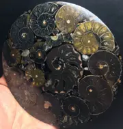 144g Rare Black Half of Split Ammonite Fossil Shell Healing Madagascar F950