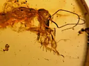 A101 BU1379 Odd Tridactyloidae in Burmese Amber Myanmar ~99mya