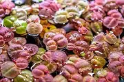 5X Red Root Floater Plant Phyllanthus Fluitans Water Plants Floating Breeding
