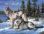 5D Diamond Painting Wolves Kit