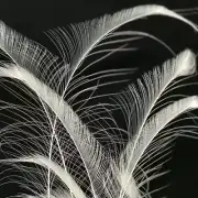 Natural White Peacock Sword Feather 30cm - 70cm ((SECONDS))
