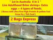 Live shrimp Brine eggs 10g - 100g - 1kg aquarium salt