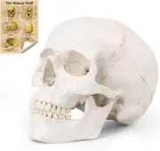 Human Skull Model, Life Size Human Skull Head, Model Human Anatomy Head Skeleton