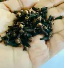 5 oz Cloves Organic Cloves Seeds Herbs & Spice