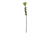 Hill Interiors Pincushion Protea Spray Artificial Flower (Green) (One Size)
