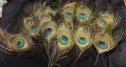 Feathers Peacock crafting, jewelry, Eyes Most 4" to 5" Pack Of 20