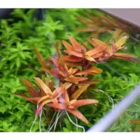 在飛比找蝦皮購物優惠-紅宮廷*30(水中葉)真水草 紅水草 水生植物
