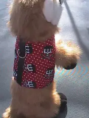 Small Animal Harness - Cartoon Pirate Skulls - Dog, Cat, Monkey