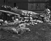 New 8x10 World War II Photo: Wrecked Airplane after the War in Nuremberg, 1946