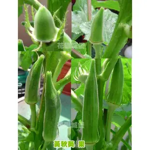 【全館590免運】黃秋葵~Okra~種子 約25粒