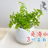 在飛比找蝦皮商城優惠-【小品文化】鐵線蕨【現貨】3吋雪胖免澆水盆栽 室內植物 辦公