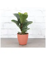 Thorsen's Greenhouse Live Fiddle Leaf Fig, Terra Cotta Biodegradable Pot