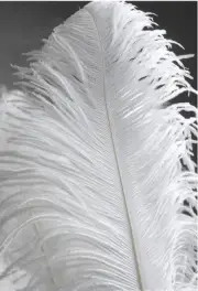 White Ostrich Feathers Plume Wing Horse Feather 22-24 inch 50 Pcs (GA,USA)
