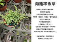 在飛比找露天拍賣優惠-心栽花坊-海龜串椒草/海龜椒草/椒草/3吋/觀葉植物/室內植